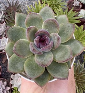 E. BLACK BEAR POTE 9