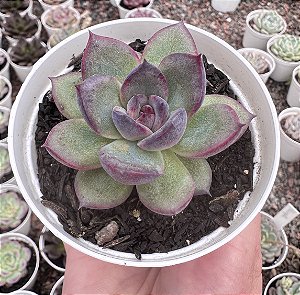 E. BLACK BEAR POTE 9