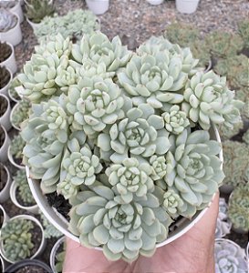 E. PINK BERRY POTE 9