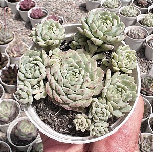 E. PINK BERRY POTE 9