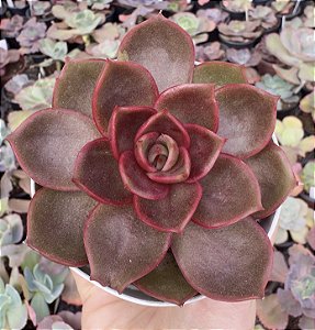 E. HONDEUNG POTE 9