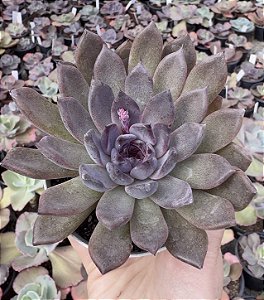E. BLACK KNIGHT POTE 9