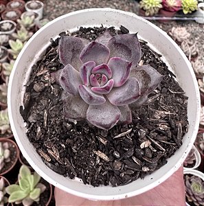 E. BLACK KNIGHT POTE 9