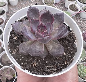 E. BLACK KNIGHT POTE 9