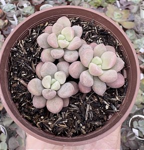E. POLARIS HEARTS COLÔNIA POTE 9