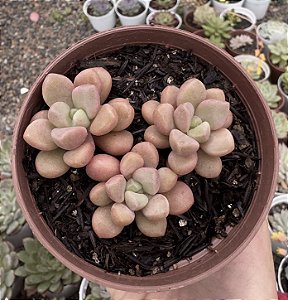 E. POLARIS HEARTS COLÔNIA POTE 9