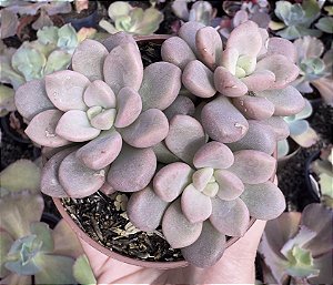 E. POLARIS HEARTS COLÔNIA POTE 9