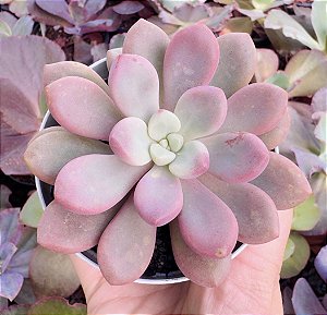 E. POLARIS HEARTS POTE 9