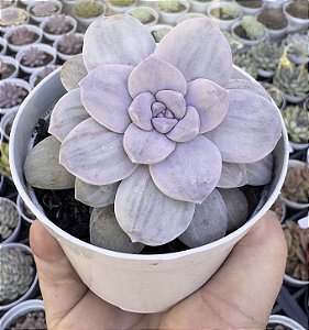 GRAP. SILVERBUM VAR. POTE 9