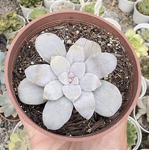 GRAP. SILVERBUM VAR. POTE 9