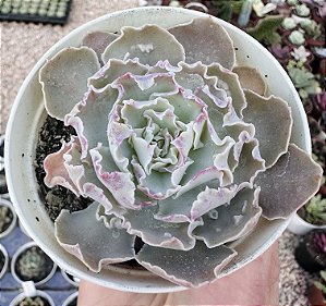 E. SHAVIANA C/CARÚNCULAS POTE 9