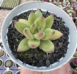 E. LYTA HALL POTE 9