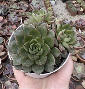 E. GREEN FLAME POTE 9