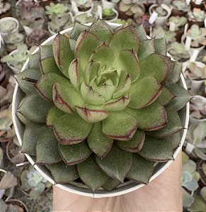 E. GREEN FLAME POTE 9