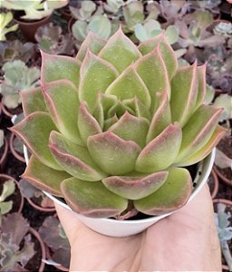 E. PINK MARBLE POTE 9