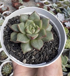 E. PARVINHA MUTAÇÃO POTE 9