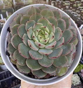 E. MIRAGLEN KOREA POTE 9