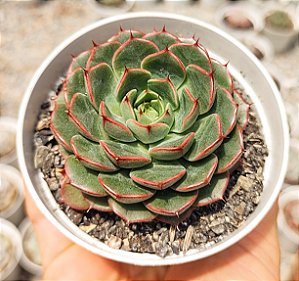 E. MIRAGLEN KOREA POTE 9