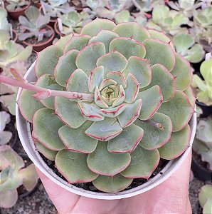 E. MIRAGLEN KOREA POTE 9