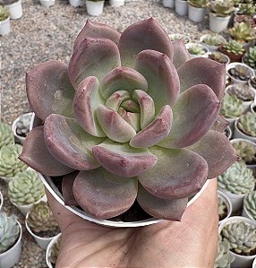 E. WHITE COCKATOO POTE 9