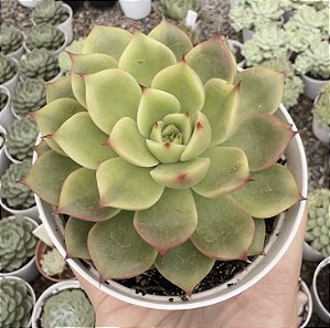 E. DUSK TWILIGHT POTE 9