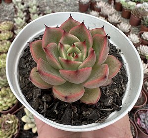 E. DUSK TWILIGHT POTE 9