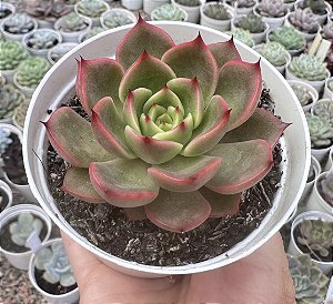 E. DUSK TWILIGHT POTE 9