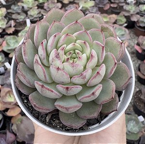 E. LINGOTE POTE 9