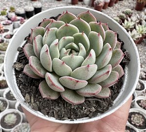 E. LINGOTE POTE 9
