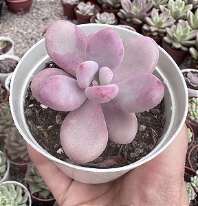 GRAP. AMESTHYSTINUM POTE 9