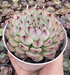 E. MARCEL POTE 9