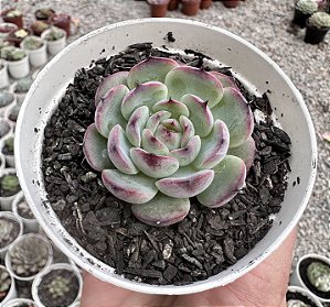 E. MARCEL POTE 9