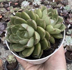 E. VELVET SCAR POTE 9