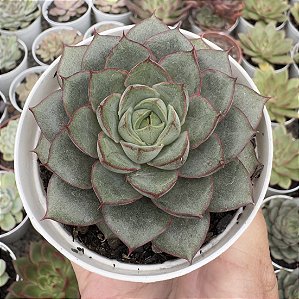 E. VELVET SCAR POTE 9