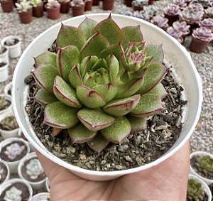E. VELVET SCAR POTE 9