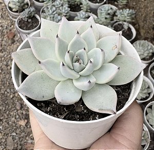 E. CUSPIDATA MENCHACA POTE 9