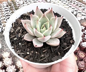 E. CUSPIDATA MENCHACA POTE 9