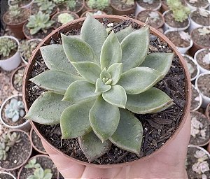 E. LOVE GREEN POTE 9
