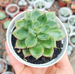 E. LOVE GREEN POTE 9