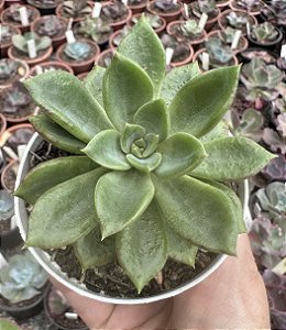 E. LOVE GREEN POTE 9