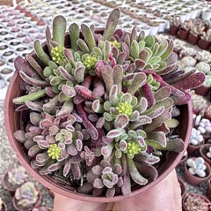 C. PUBESCENS POTE 9