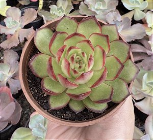 E. PULI-LINDSAYANA POTE 9
