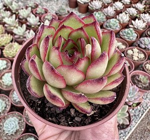 E. PULI-LINDSAYANA POTE 9