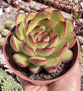 E. PULI-LINDSAYANA POTE 9