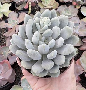 P. CLAVIFOLIA POTE 9