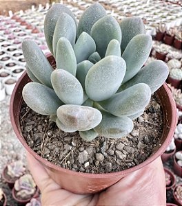 P. CLAVIFOLIA POTE 9