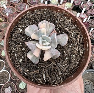 E. CUBIC FROST VARIEGATA POTE 9 (SEM RAIZ)