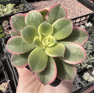 A. KIWI POTE 7
