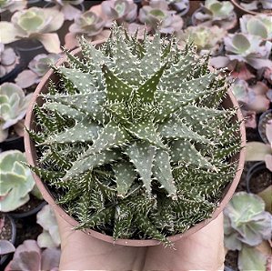 ALOE PEPE POTE 9