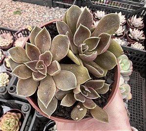 E. ROSULARIS POTE 9